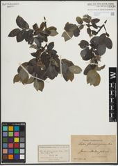 Foto von Salix glauca L. x Salix nigricans Sm.
